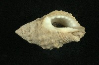 白結螺藏品圖，第3張
